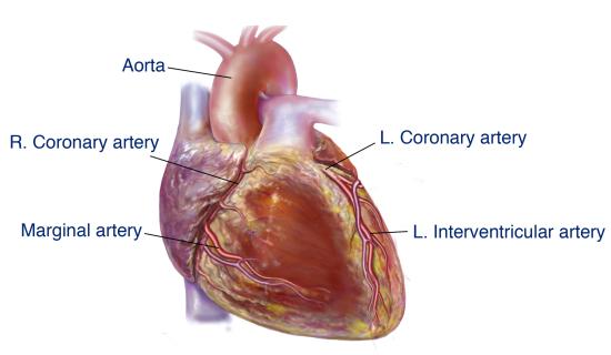 Ayurvedic remedies for heart disease